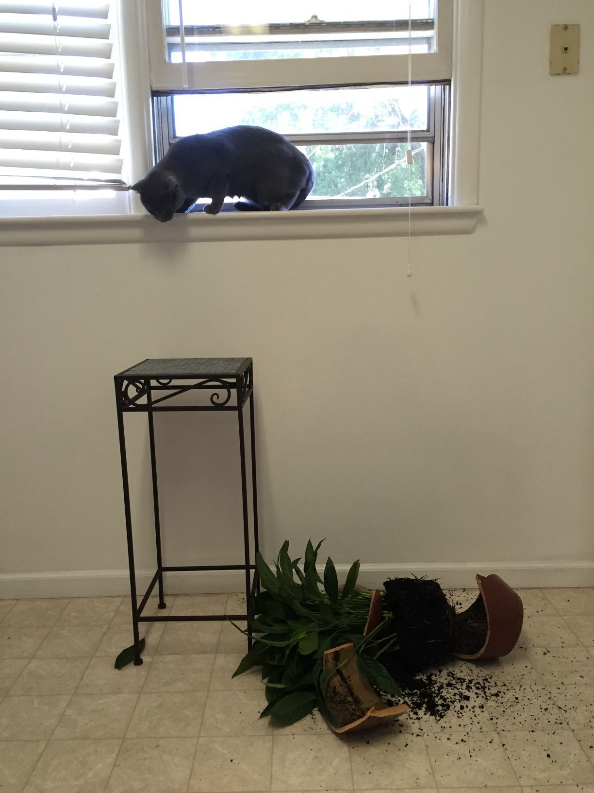 Pet